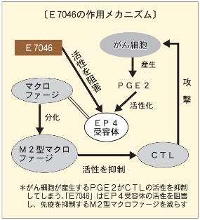 エーザイ 腫瘍免疫治療薬を自社開発 米で治験開始