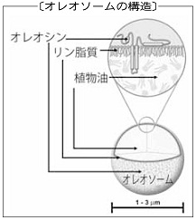 オレオソームの構造.jpg