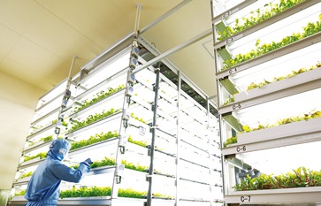 三菱化学の植物工場 ベビーリーフに照準 高付加価値化を追求
